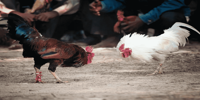 Kinh nghiệm cá cược đá gà 88