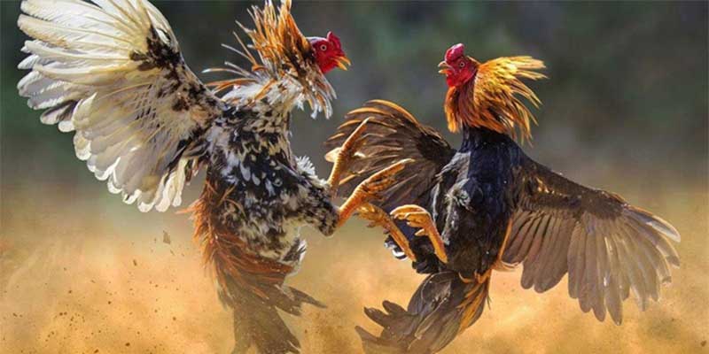 Giới thiệu chuyên mục đá gà 23win